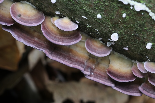 ryhovec želatinovitý Trichaptum biforme (Fr.) Ryvarden