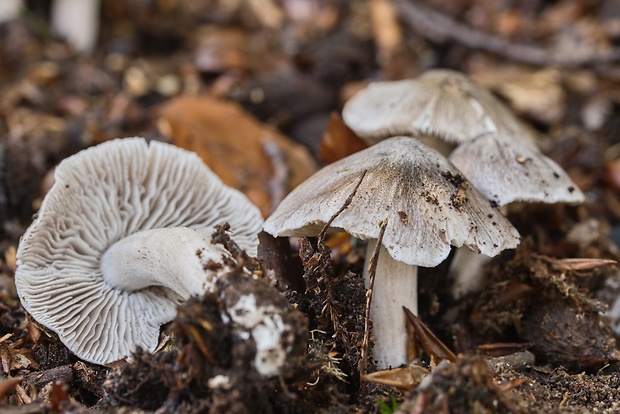 čírovka Tricholoma sp.