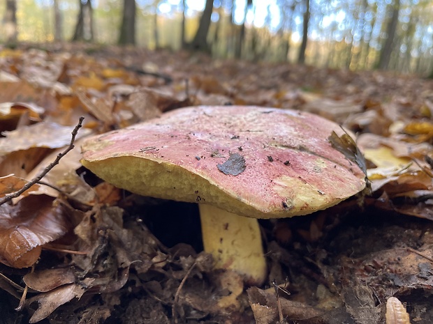 hríb kráľovský Butyriboletus regius (Krombh.) D. Arora & J.L. Frank