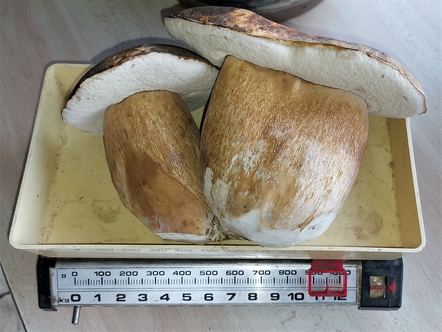 hríb bronzový Boletus aereus Bull. ex Fr.