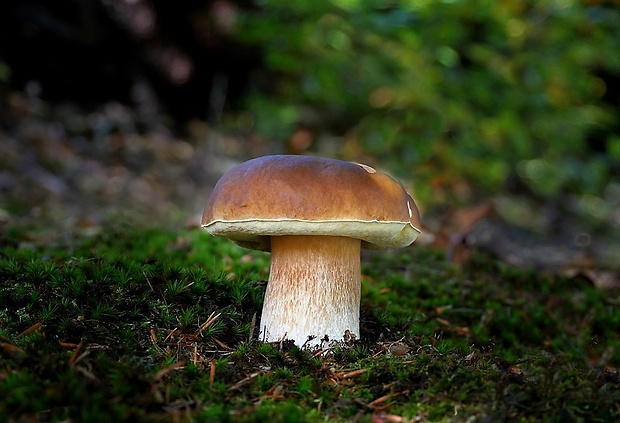 hríb smrekový Boletus edulis Bull.