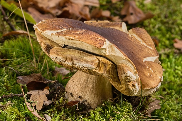 hríb smrekový Boletus edulis Bull.