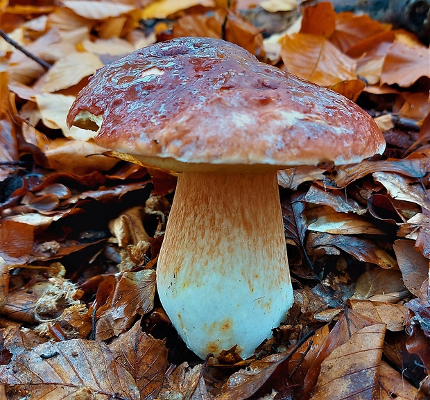 hríb sosnový Boletus pinophilus Pil. et Dermek in Pil.