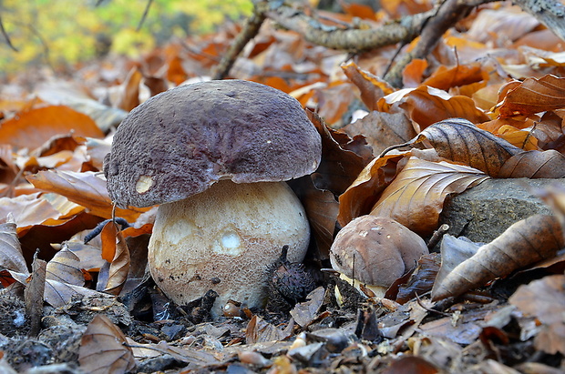 hríb sosnový Boletus pinophilus Pil. et Dermek in Pil.