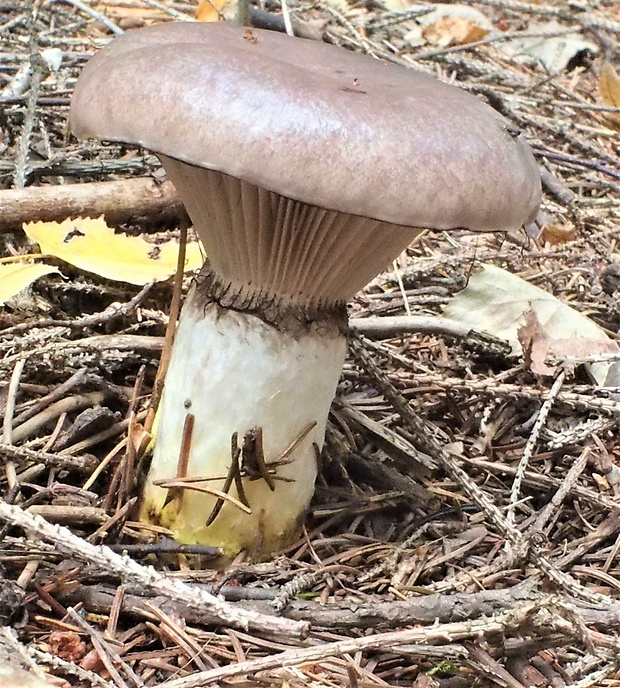 sliziak mazľavý Gomphidius glutinosus (Schaeff.) Fr.