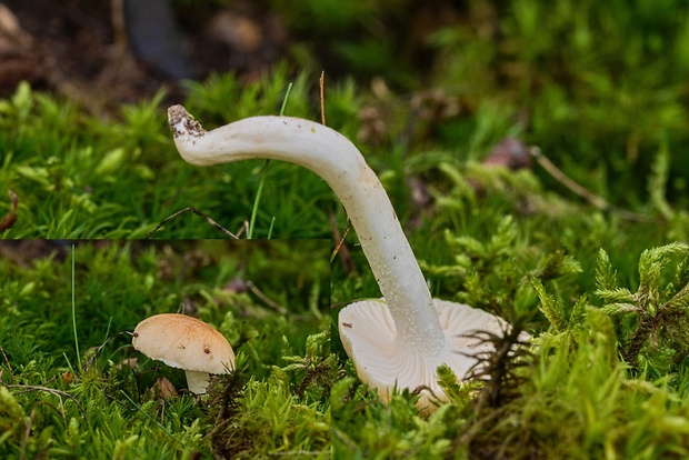 šťavnačka hájová Hygrophorus nemoreus (Pers.) Fr.