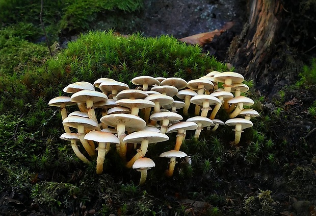 strapcovka zväzkovitá Hypholoma fasciculare (Huds.) P. Kumm.