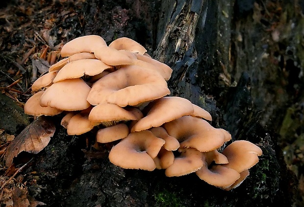 húževnatček ulitovitý Lentinellus cochleatus (Pers.) P. Karst.