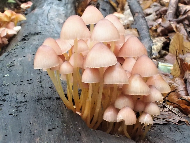 prilbička žltohlúbiková Mycena renati Quél.