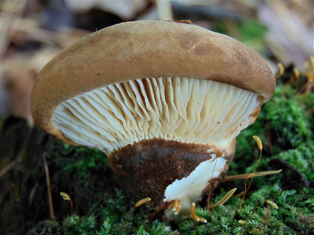 čechračka tmavohlúbiková Tapinella atrotomentosa (Batsch) Šutara