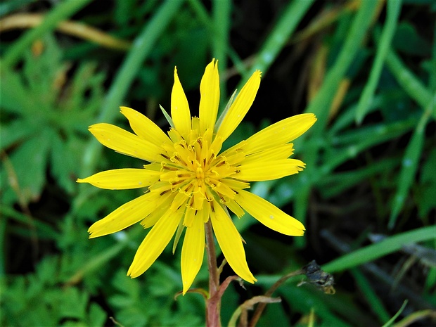 kozobrada lúčna Tragopogon pratensis L.