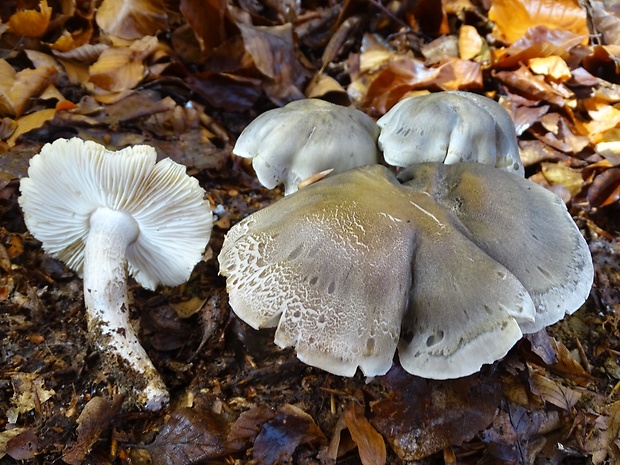 čírovka mydlová Tricholoma saponaceum (Fr.) P. Kumm.