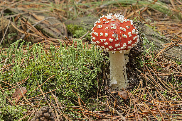 muchotrávka červená Amanita muscaria (L.) Lam.