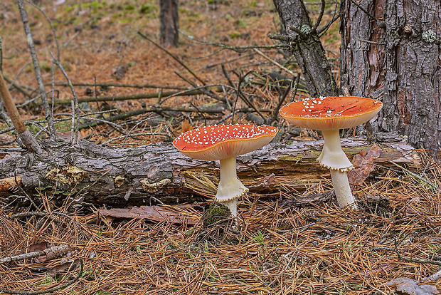 muchotrávka červená Amanita muscaria (L.) Lam.