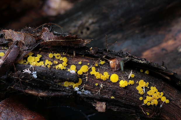 okrasník Bisporella sp.