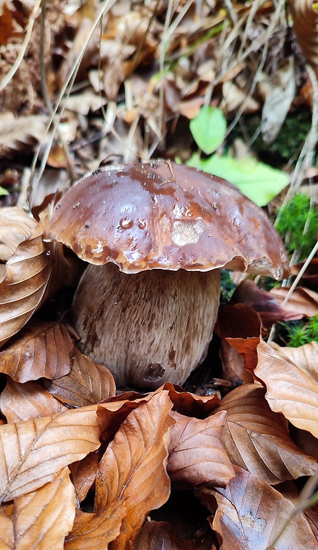 hríb dubový Boletus reticulatus Schaeff.