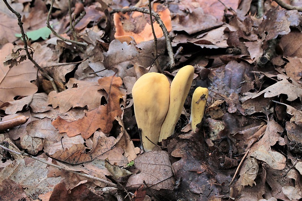 kyjak obrovský Clavariadelphus pistillaris (Fr.) Donk