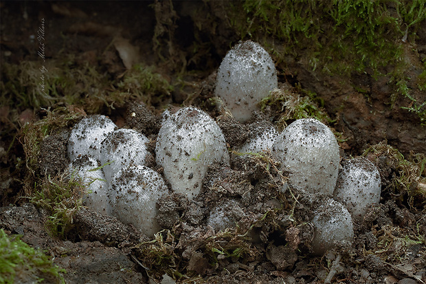 hnojník nápadný Coprinopsis insignis (Peck) Redhead, Vilgalys & Moncalvo