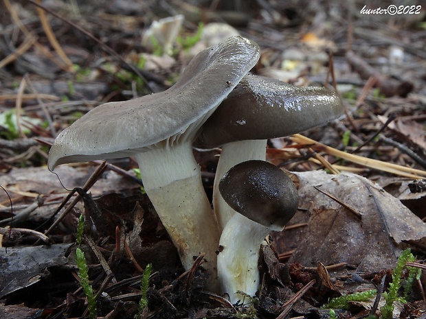 šťavnačka mrazová Hygrophorus hypothejus (Fr.) Fr.