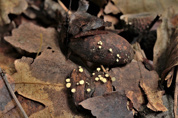 čiašočka Hymenoscyphus sp.