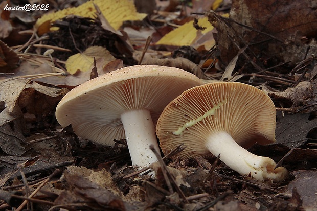 rýdzik žltomliečny Lactarius chrysorrheus Fr.