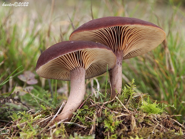 rýdzik Lactarius sp.