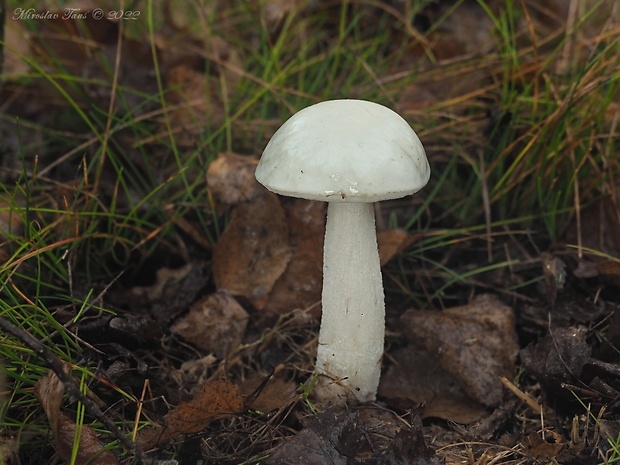 kozák biely Leccinum holopus (Rostk.) Watling