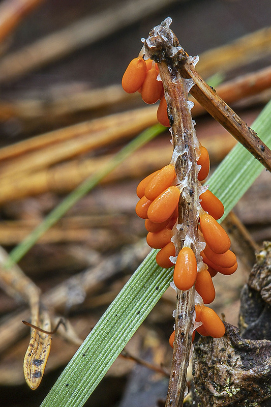 leskloplodka krehká Leocarpus fragilis (Dicks.) Rostaf.