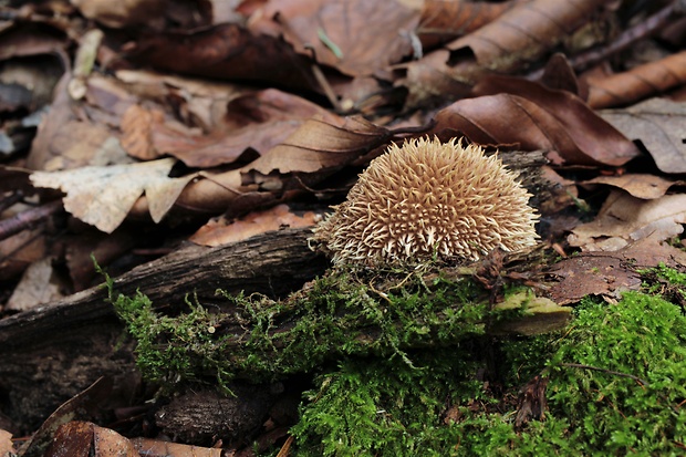 prášnica pichliačová Lycoperdon echinatum Pers.