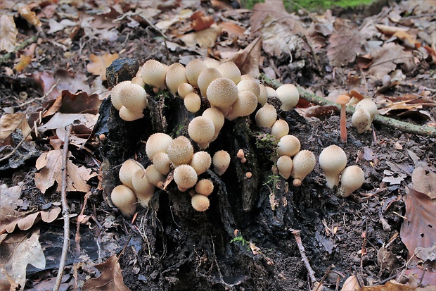 prášnica hruškovitá Lycoperdon pyriforme Schaeff.