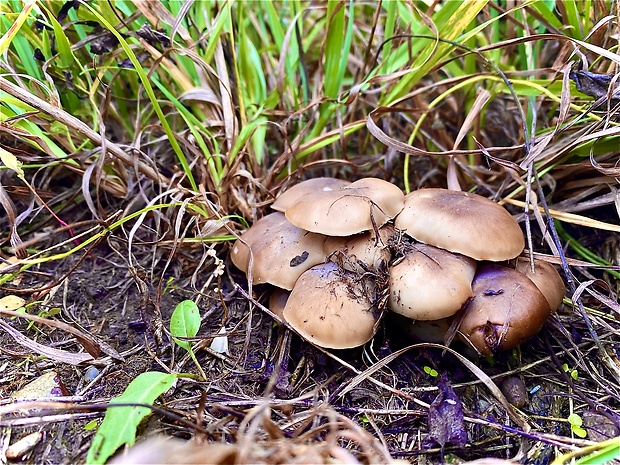 strmulec nakopený Lyophyllum decastes (Fr.) Singer