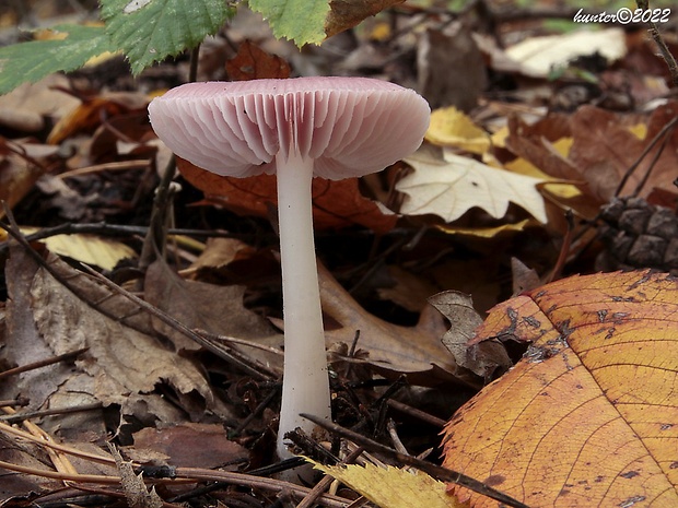 prilbička ružovkastá Mycena rosea Gramberg