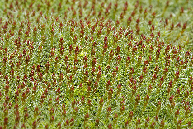 ploník chĺpkatý Polytrichum piliferum Hedw.