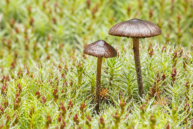 holohlavec tmavý Psilocybe montana (Pers.) P. Kumm.