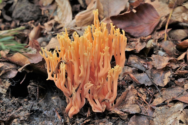 strapačka lososovoružová Ramaria subbotrytis (Coker) Corner