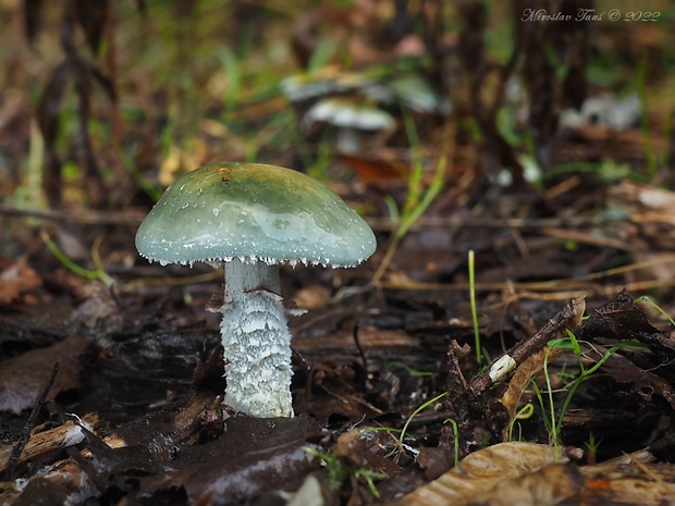 golierovka zelenomodrá Stropharia caerulea Kreisel