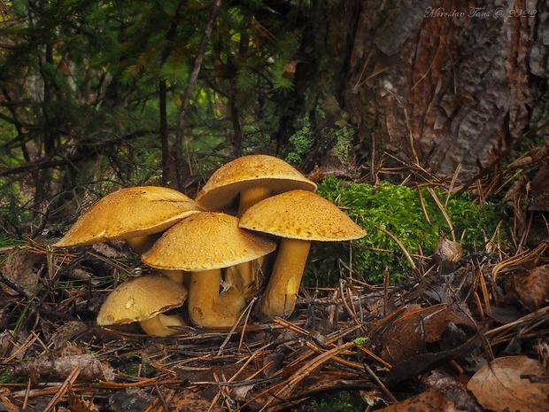 masliak strakatý Suillus variegatus (Sw.) Kuntze