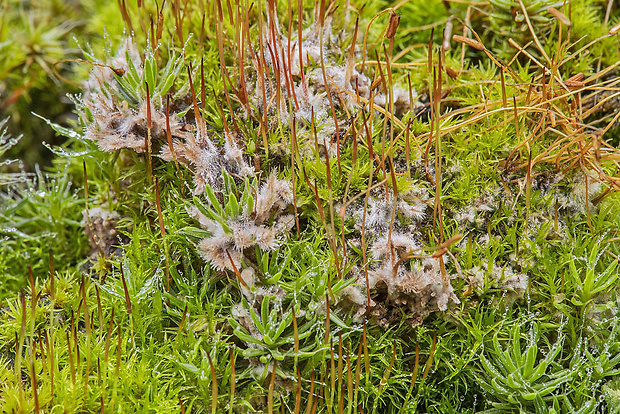 plesňovka Thelephora sp.