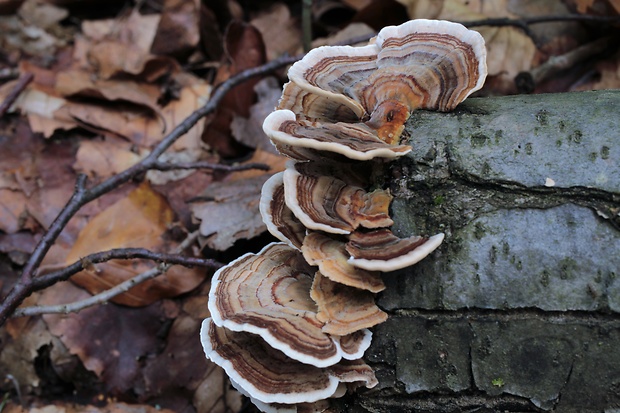 trúdnikovec pestrý Trametes versicolor (L.) Lloyd