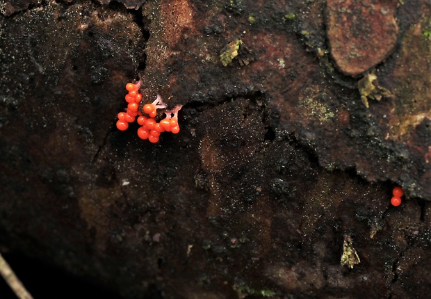 vlasnačka Trichia sp.