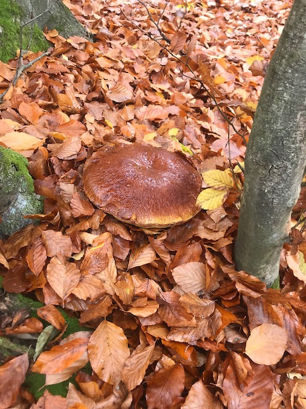 hríb smrekový Boletus edulis Bull.