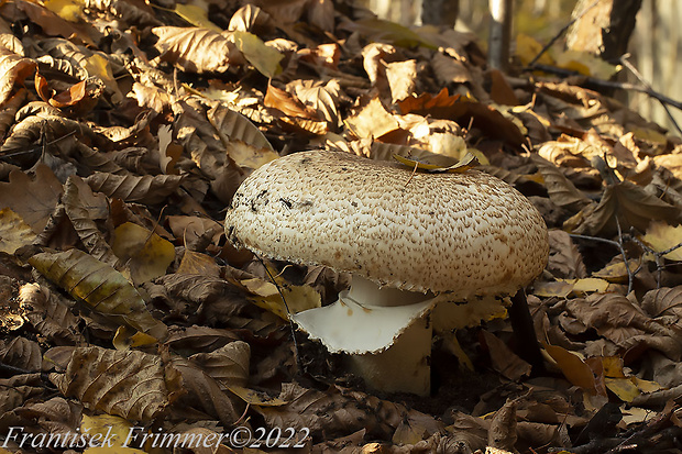 pečiarka obrovská Agaricus augustus Fr.