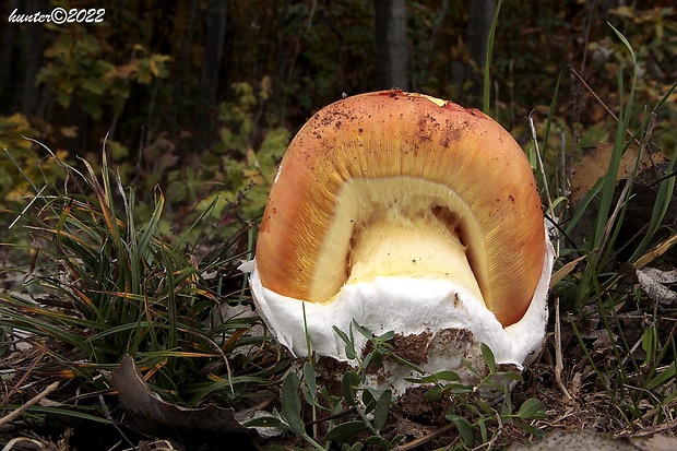 muchotrávka cisárska Amanita caesarea (Scop.) Pers.