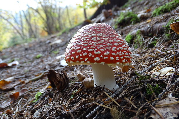 muchotrávka červená Amanita muscaria (L.) Lam.