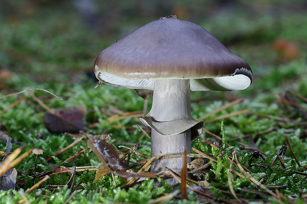 muchotrávka porfýrovosivá Amanita porphyria Alb. & Schwein.