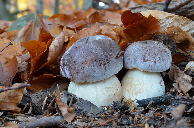 hríb sosnový Boletus pinophilus Pil. et Dermek in Pil.