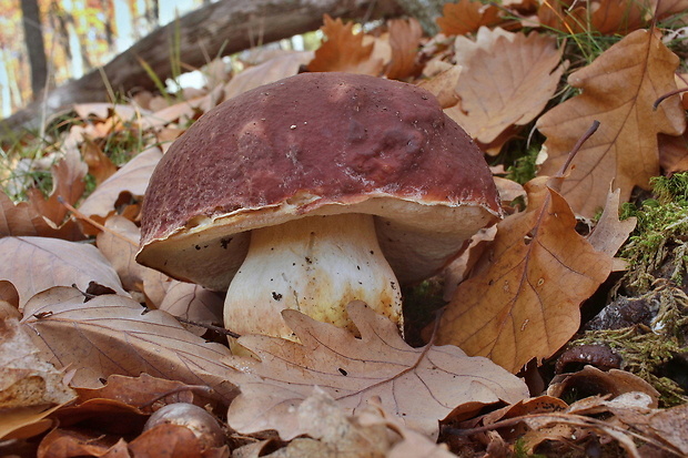 hríb sosnový Boletus pinophilus Pil. et Dermek in Pil.