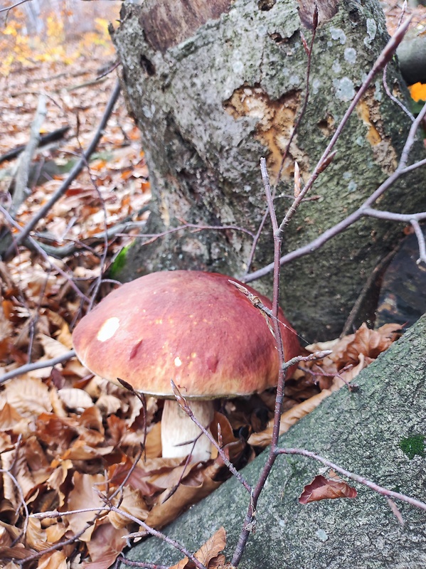 hríb dubový - pravdepodobne Boletus reticulatus Schaeff.