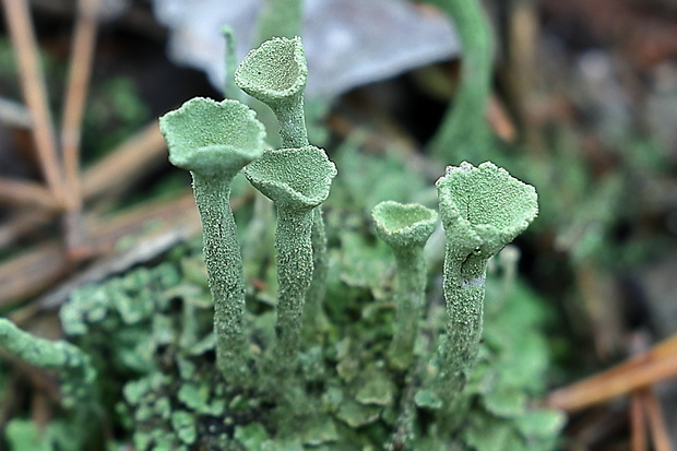 dutohlávka riasnatá Cladonia fimbriata (L.) Fr.