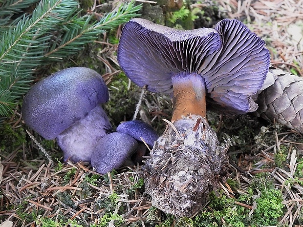 pavučinovec hercýnsky Cortinarius hercynicus (Pers.) M.M. Moser